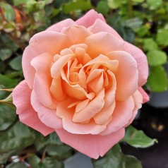 Rose Kalmar - Slotsrose