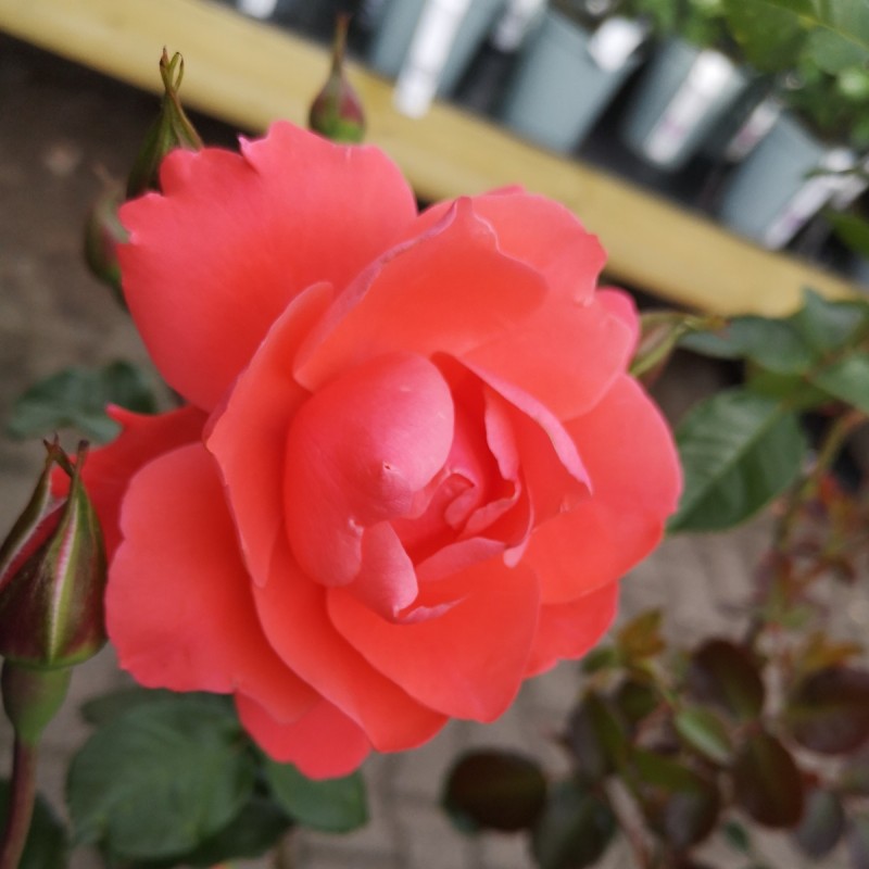Rose Riberhus - Slotsrose Rose Riberhus - Slotsrose