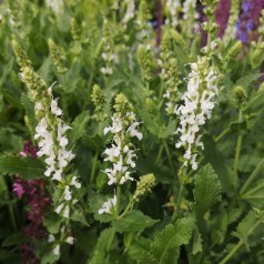 Salvia nemorosa Schneehügel / Staude salvie