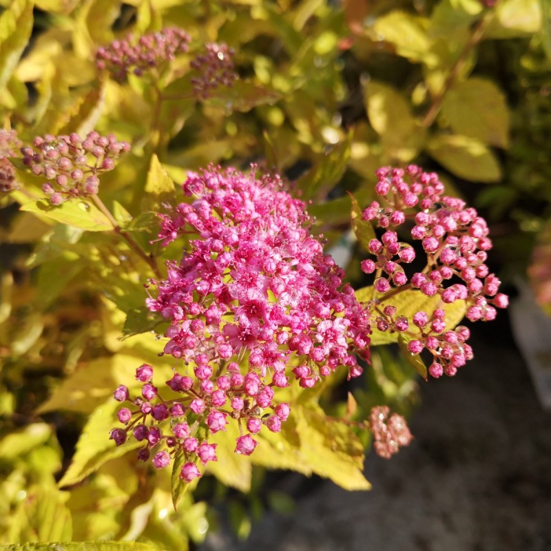 Japansk Dværgspiræa Golden Princess 10 stk. 10-15 cm. barrods - Spiraea japonica Golden Princess