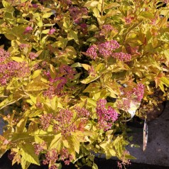 Japansk Dværgspiræa Golden Princess 10 stk. 10-15 cm. barrods - Spiraea japonica Golden Princess
