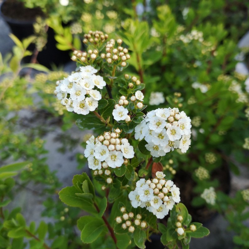 Spiræa Snowmound 30-50 cm. - Bundt med 10 stk. barrodsplanter - Spiraea nipponica Snowmound _