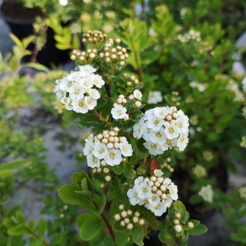 Spiræa Snowmound 30-50 cm. - Bundt med 10 stk. barrodsplanter - Spiraea nipponica Snowmound _