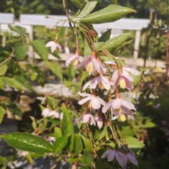 Styrax japonica Pink Chimes - Japansk Sneklokke