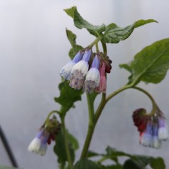 Symphytum grandiflorum Hidcote Blue / Kulsukker