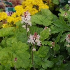 Tiarella cordifolia Spring Symphony - Skumblomst