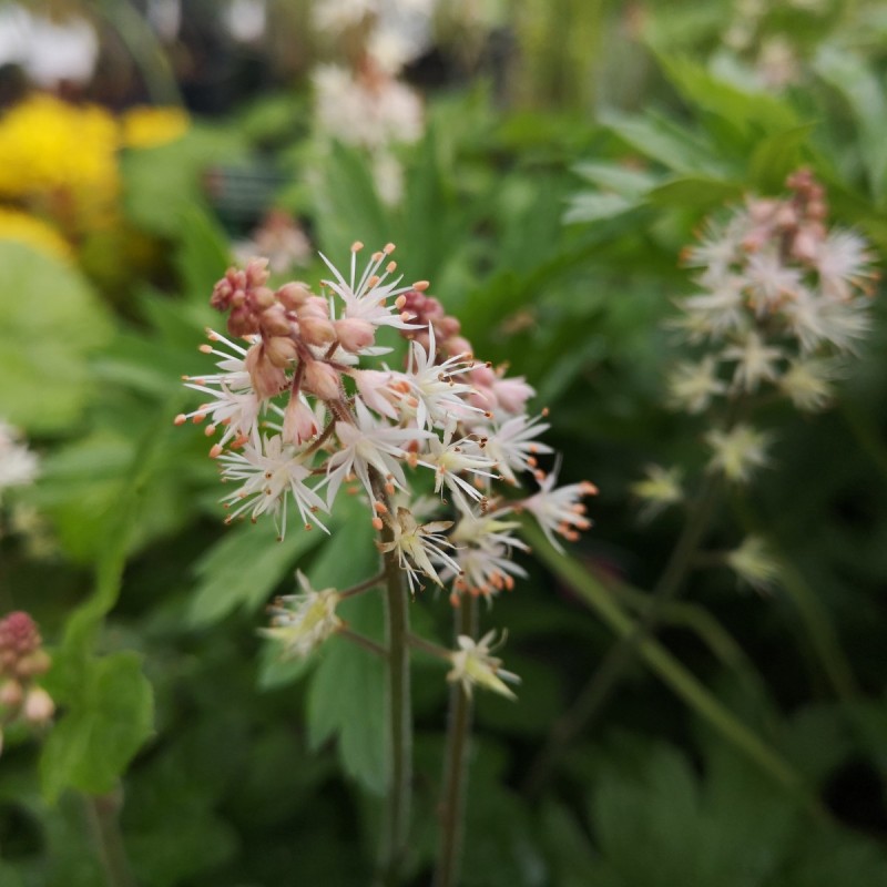 Tiarella cordifolia Spring Symphony - Skumblomst