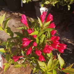 Weigela florida All Summer Red - Klokkebusk