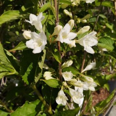 Weigela florida Candida - Klokkebusk