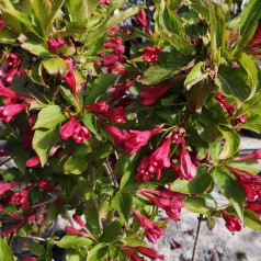 Klokkebusk Red Prince 40-60 cm. - Bundt med 10 stk. barrodsplanter - Weigela florida Red Prince _
