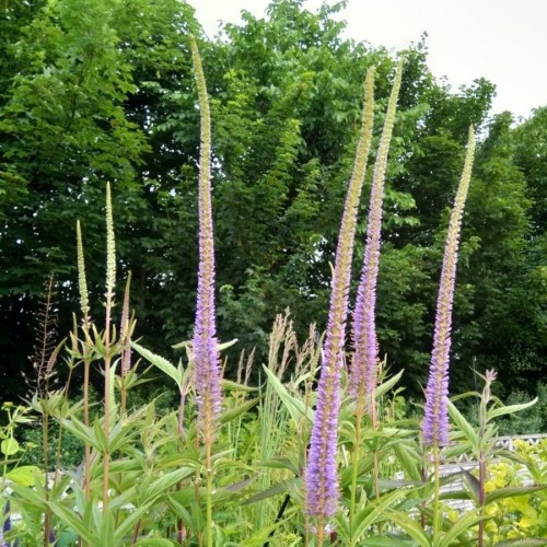 Veronicastrum virginicum Apollo / Virginsk Ærenpris