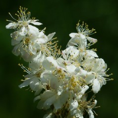 Filipendula vulgaris / Mjødurt