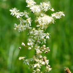 Filipendula vulgaris / Mjødurt