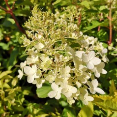 Hydrangea paniculata Pinkachu - Træagtig Hortensia