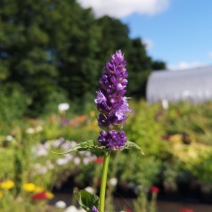 Agastache hybrid Black Adder / Anis Isop