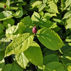 Calycanthus-Sinocalycalycanthus raulstonii Hartlage Wine - Kanelbusk