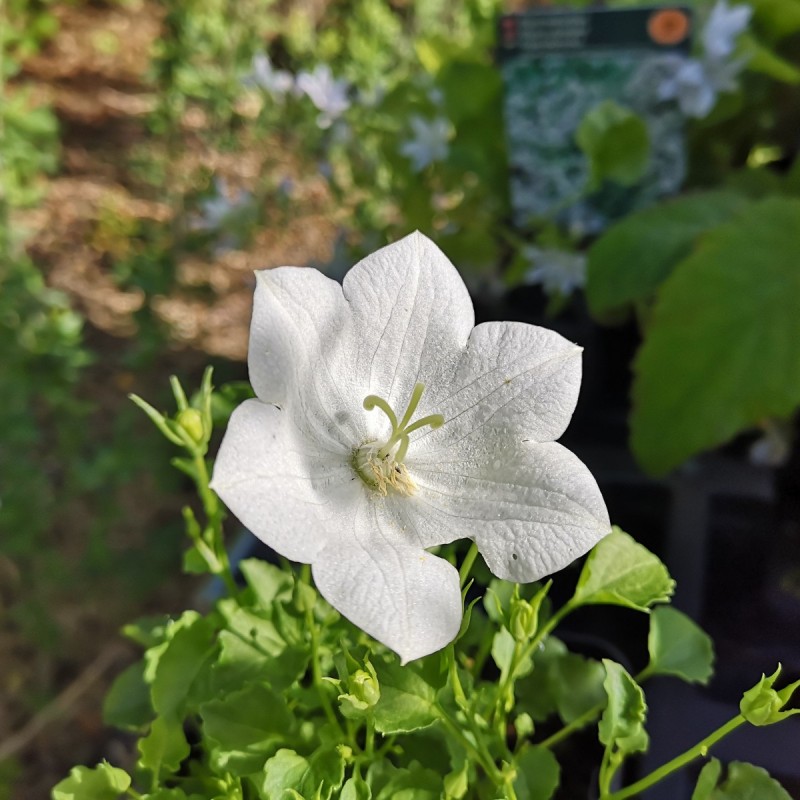 Campanula carpatica Perla White / KarpaterKlokke Campanula carpatica Perla White / KarpaterKlokke