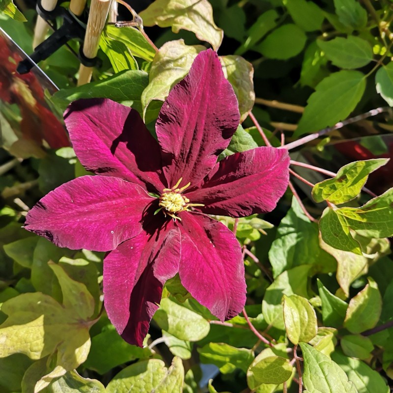 Clematis Niobe / Klematis