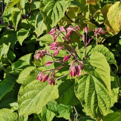 Clerodendrum trichotomum / Skæbnetræ