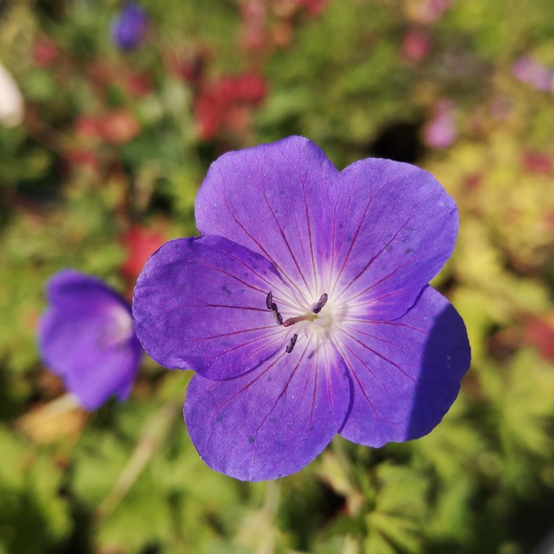 Geranium hybrid Brookside - Storkenæb