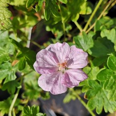 Geranium sanguineum Apfelblüte - Storkenæb