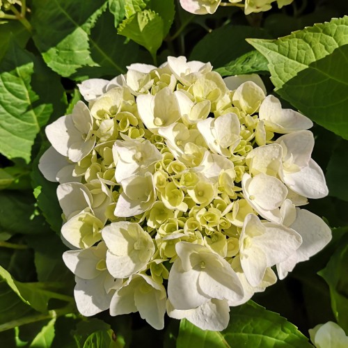 Hydrangea macrophylla The Bride - Hortensia Endless Summer Hvid