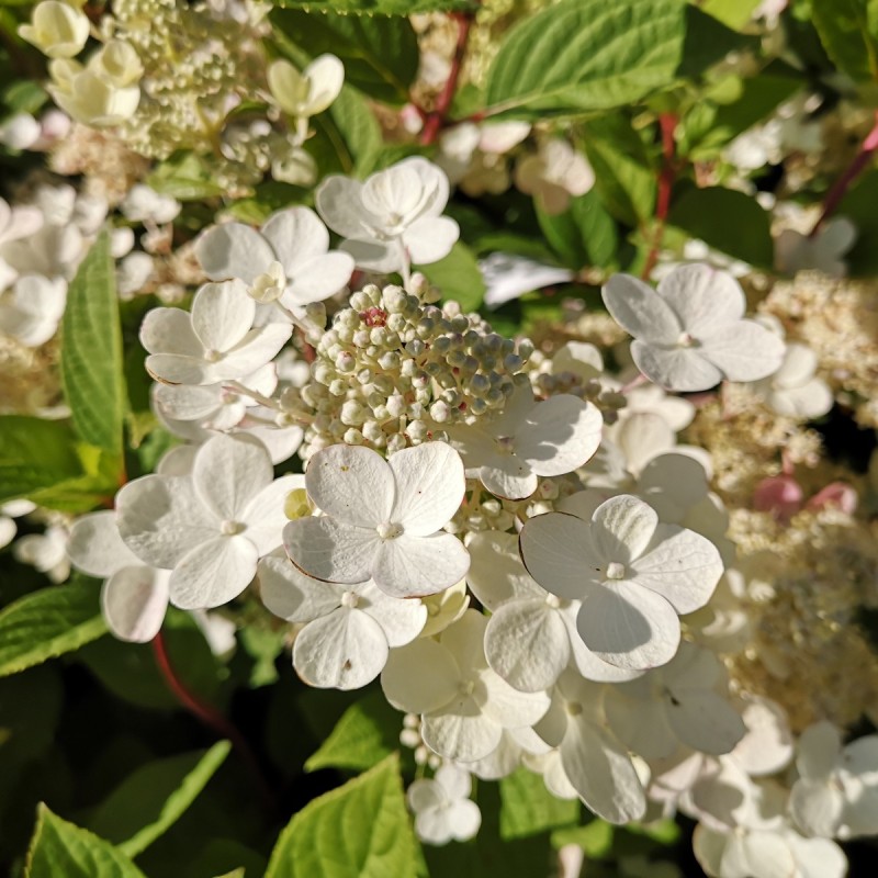 Hydrangea paniculata Early Sensation - Syrenhortensia