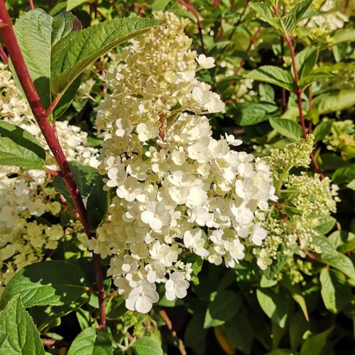 Hydrangea paniculata Sundae Fraise - Syrenhortensia