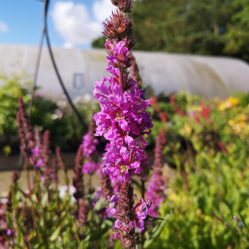 Lythrum Salicaria / Kattehale Lythrum Salicaria / Kattehale