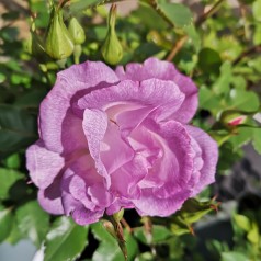 Rose Blue for You / Buketrose