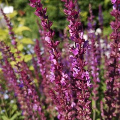 Salvia nemerosa Amethyst / Salvie