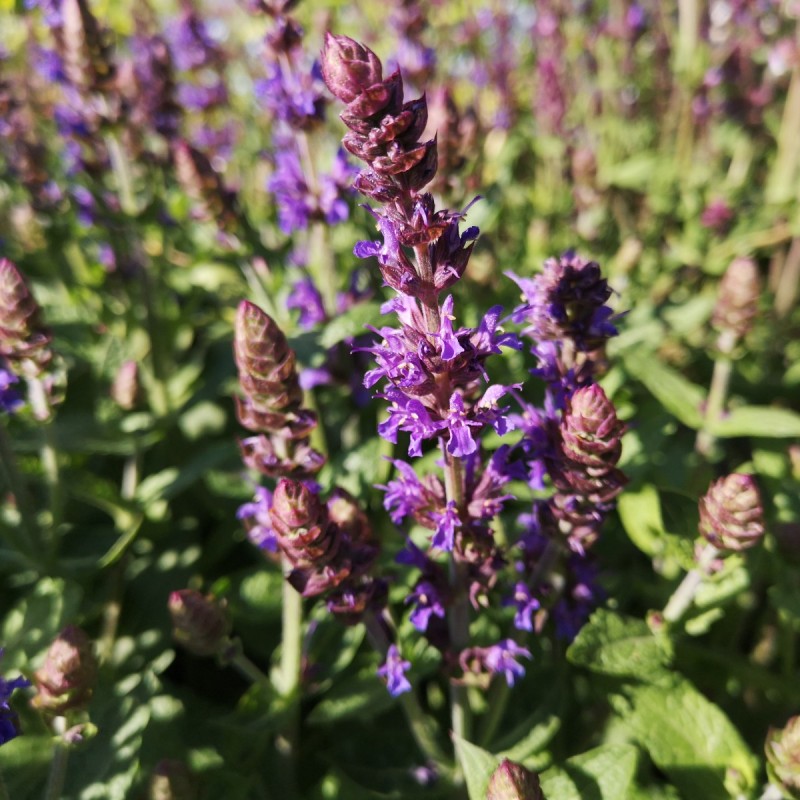 Salvia nemorosa Ostfriesland / Salvie