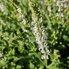 Salvia nemorosa Schneehügel / Staude salvie