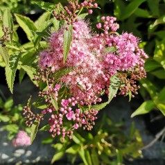 Spiraea japonica Genpei (Shirobana) - Tofarvet spiræa