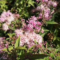 Spiraea japonica Genpei (Shirobana) - Tofarvet spiræa