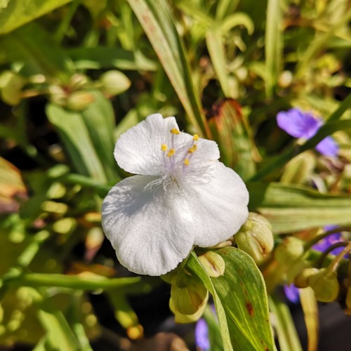 Tradescantia andersoniana Innocence / Trekantblomst