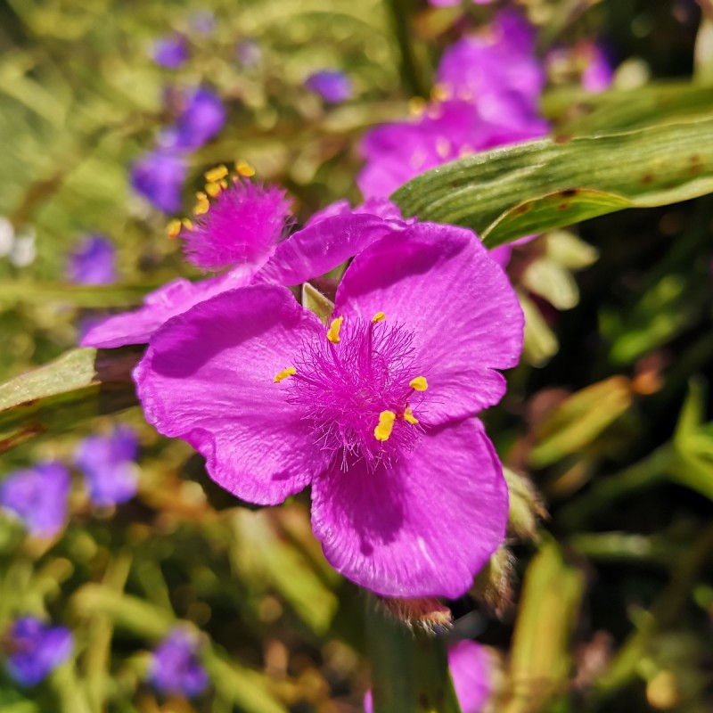 Tradescantia andersoniana Rubra / Trekantblomst