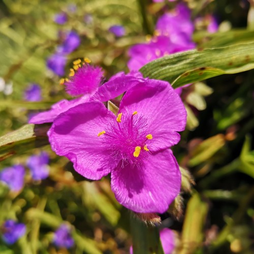 Tradescantia andersoniana Rubra / Trekantblomst