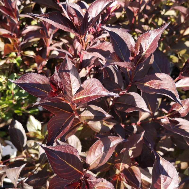 Weigela florida Alexandra - Rødbladet Klokkebusk Weigela florida Alexandra - Rødbladet Klokkebusk