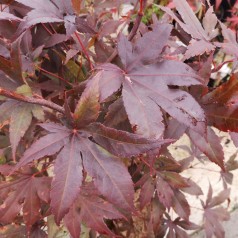 Acer palmatum Bloodgood