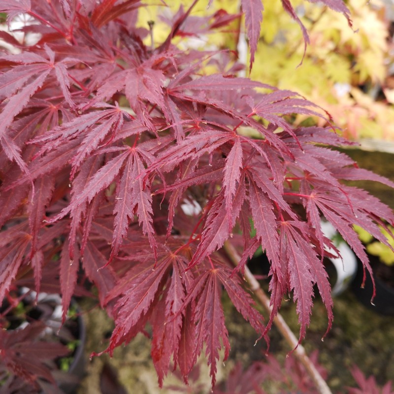 Acer palmatum Burgundy Lace