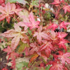 Acer palmatum Deshojo