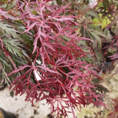 Acer Palmatum Dissectum Crimson Queen