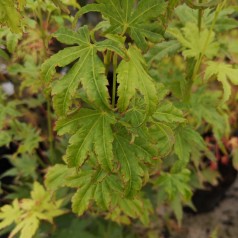 Acer palmatum Going Green