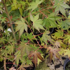 Acer palmatum Katsura