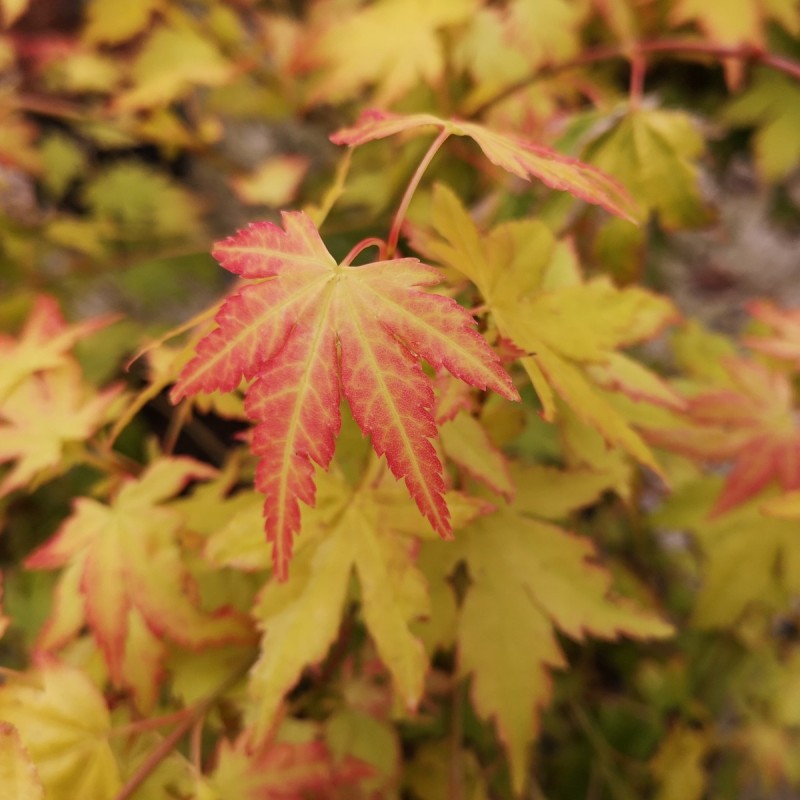 Acer palmatum Orange Dream