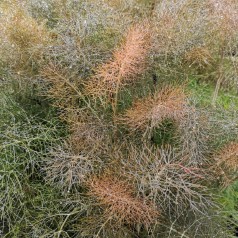 Bronzefennikel / Foeniculum vulgare Rubrum