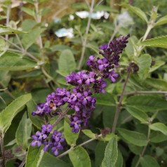 Buddleja davidii Free Petite Blue Heaven