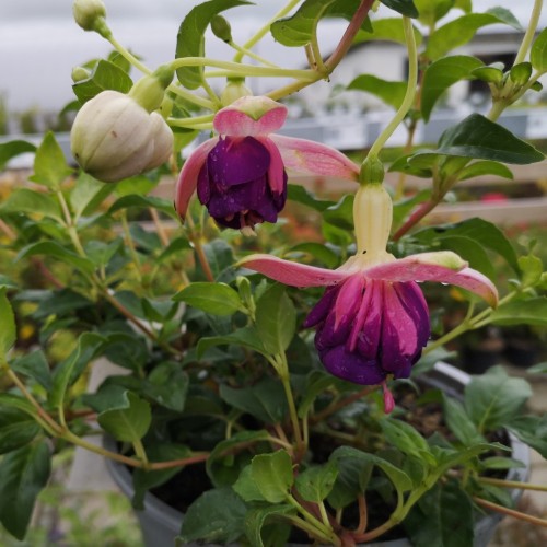 Fuchsia magellanica Deltas Sarah / Havefuchsia