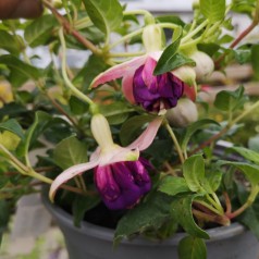 Fuchsia magellanica Deltas Sarah / Havefuchsia